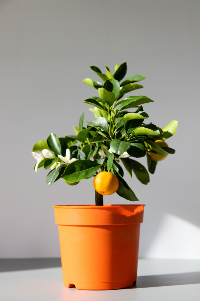 houseplant-citrus-calamondin-lit-by-sunlight-grey-background-vertical-home-gardening