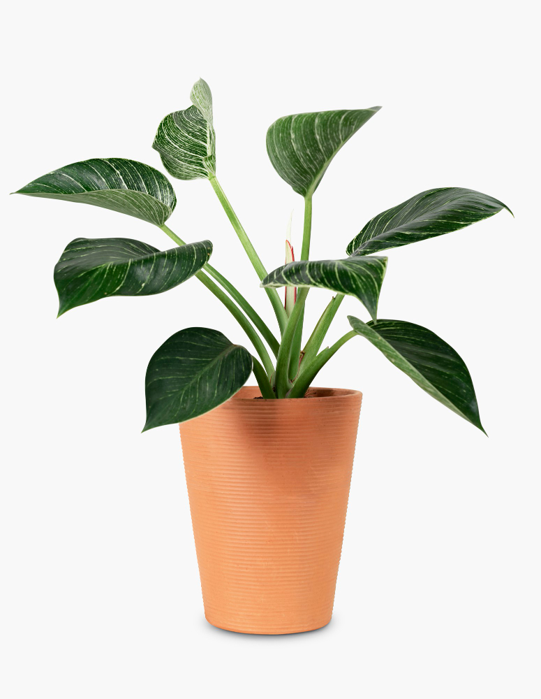 peace-lily-plant-terracotta-pot-home-decor-object