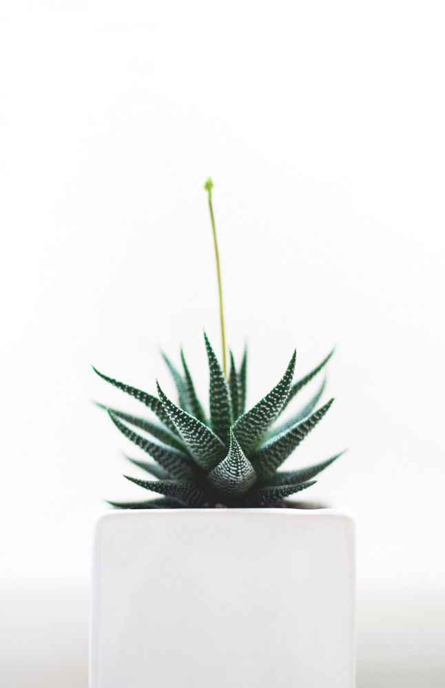 vertical-selective-isolated-shot-green-cactus-plant-white-pot